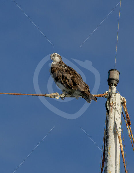 Osprey sitting in a mast of a boat in Morro Bay, California, USA - Nature Stock Photo Agency