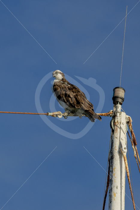 Osprey sitting in a mast of a boat in Morro Bay, California, USA - Nature Stock Photo Agency