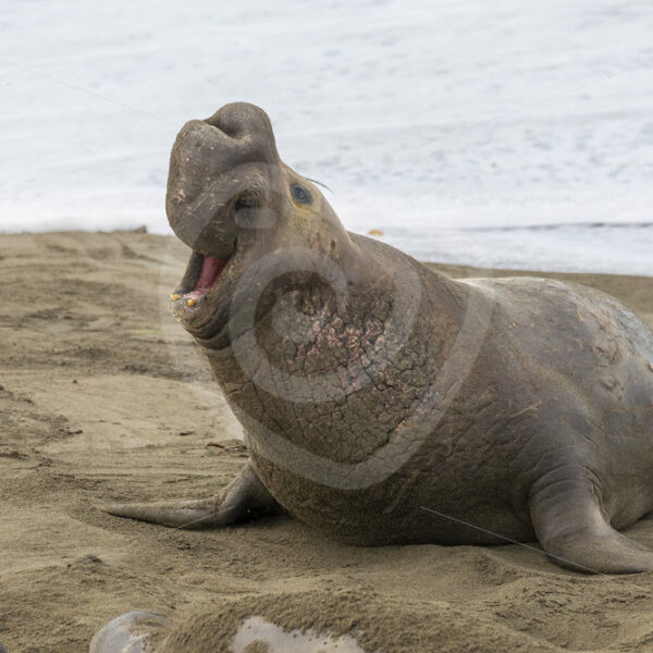 Roaring male Northern elephant seal (Mirounga angustirostris) on a beach near San Simeon, California - Nature Stock Photo Agency