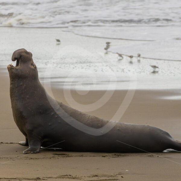 Roaring young male Northern elephant seal (Mirounga angustirostris) in San Simeon, California - Nature Stock Photo Agency