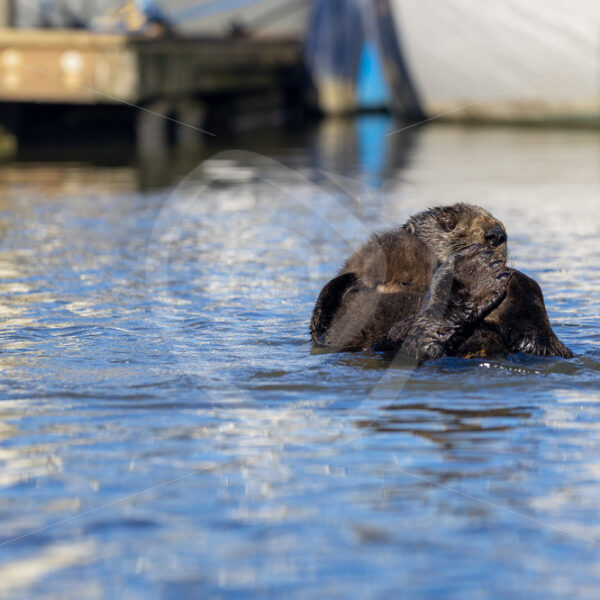 Sea otter (Enhydra lutris) with her cubon her belly floating in a port, South California - Nature Stock Photo Agency