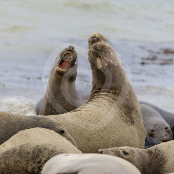 Two fighting elephant seals (Mirounga angustirostris) in San Simeon, California - Nature Stock Photo Agency