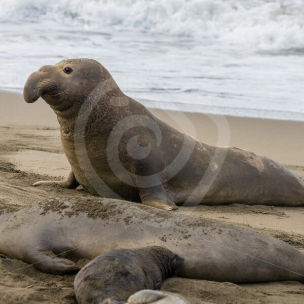 Young male Northern elephant seal (Mirounga angustirostris) in San Simeon, California - Nature Stock Photo Agency