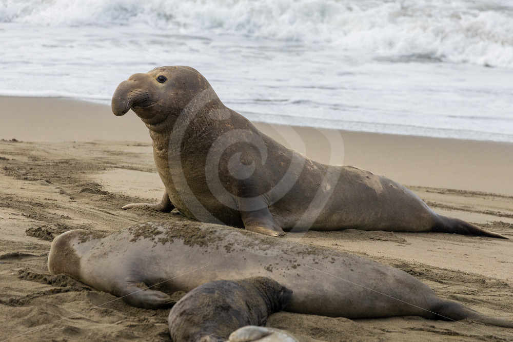 Young male Northern elephant seal (Mirounga angustirostris) in San Simeon, California - Nature Stock Photo Agency