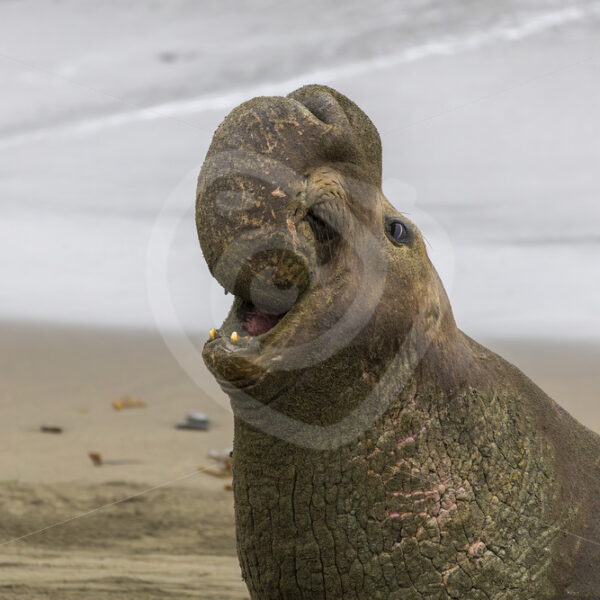 Young male northern elephant seal on the beaches of San Simeon, California - Nature Stock Photo Agency